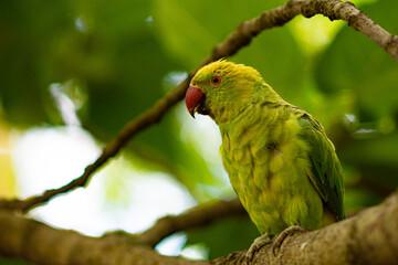 green winged parrot