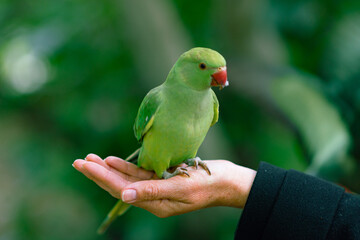 green parrot in hand