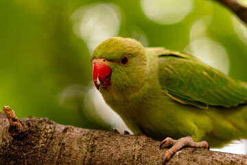 green parrot on a branch