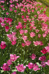 Pink tulips in sunny spring day. Beautiful purple Tulips background in the garden. 