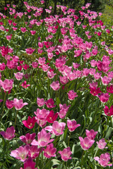 Pink tulips in sunny spring day. Beautiful purple Tulips background in the garden. 