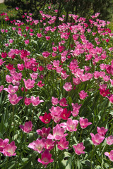 Pink tulips in sunny spring day. Beautiful purple Tulips background in the garden. 