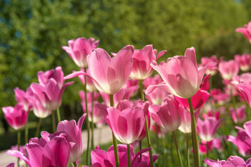 Pink tulips in sunny spring day. Beautiful purple Tulips background in the garden. 