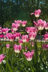 Pink tulips in sunny spring day. Beautiful purple Tulips background in the garden. 