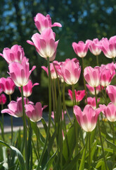 Pink tulips in sunny spring day. Beautiful purple Tulips background in the garden. 