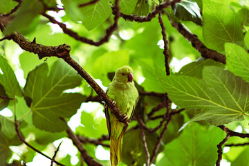 green parrot on a branch