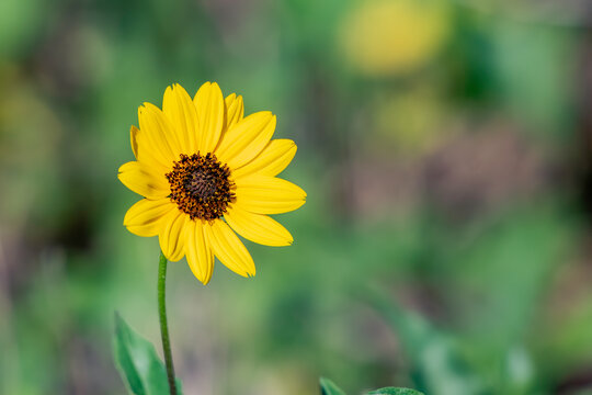Native ground cover found along the beaches in Florida - bright yellow beach sunflower 