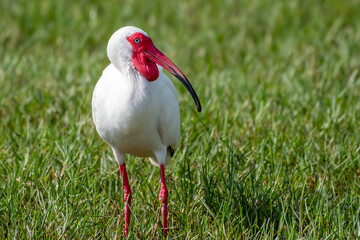 Breeding ibis standing in the grass