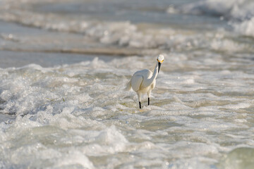 Snowy egret fishing in the waves - Gulf of Mexico