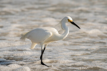 Snowy egret fishing in the waves - Gulf of Mexico