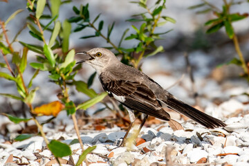 Northern mockingbird stands in the gravel and sings