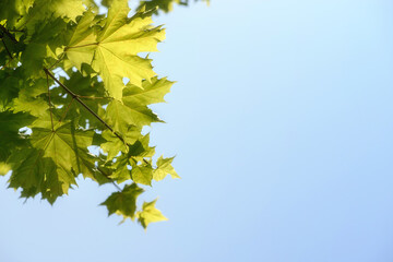 Green maple leaf. Bright sun. Green leaves on the spring tree background.