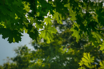 Fototapeta na wymiar Green maple leaf. Bright sun. Green leaves on the spring tree background.