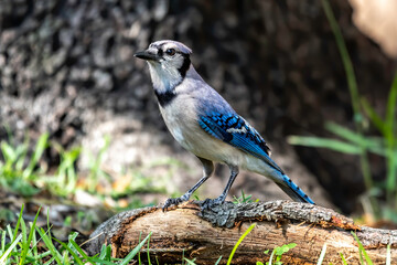 Blue jay on a branch on the ground
