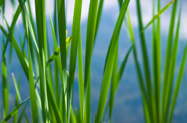 Green Grass. Close-up of bright green grass tending a breath of wind. Close-up abstract with shallow depth of field and background bokeh of brightly sunlit long bladed green and yellow plant leaves.