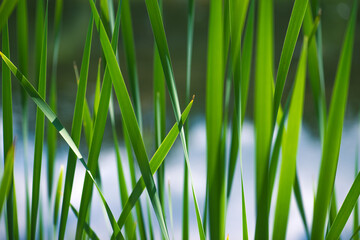 Green Grass. Close-up of bright green grass tending a breath of wind. Close-up abstract with shallow depth of field and background bokeh of brightly sunlit long bladed green and yellow plant leaves.