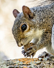 Profile of a squirrel eating a nut