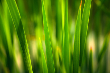 Fototapeta na wymiar Green Grass. Close-up of bright green grass tending a breath of wind. Close-up abstract with shallow depth of field and background bokeh of brightly sunlit long bladed green and yellow plant leaves.