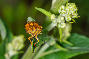 Stink bugs on stick. Rhaphigaster nebulosa, common name mottled shieldbug, is a species of stink bugs in the family Pentatomidae