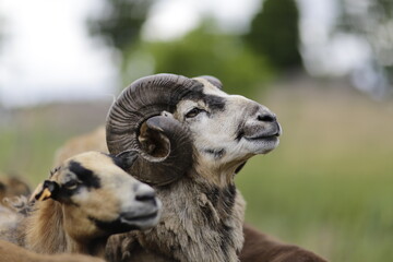 Portrait of proud looking, noble Cameroon ram with big horns, the head of the herd. Blurred nature...