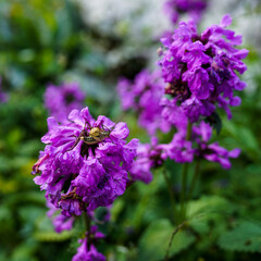 flowers from the loosestrife and pomegranate family