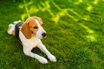 Tricolor beagle lying relaxed on green gras in shade on warm summer afternoon.