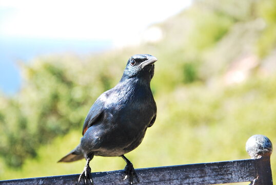 black bird on a fence