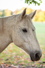 Head, face and neck of beautiful dapple grey horse under soft even light