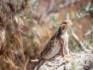 Southern desert horned lizard, Phrynosoma platyrhinos calidiarum.