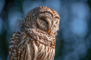 Barred Owl.Barred Owls may be best known for their unique vocalizations, especially the unmistakable nine-noted hoot that is often translated to sound like, “Who cooks for you? Who cooks for you all?”