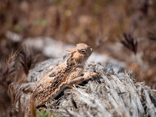 Southern desert horned lizard, Phrynosoma platyrhinos calidiarum.
