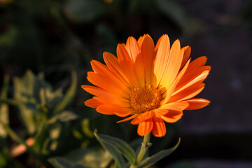 orange dahlia flower