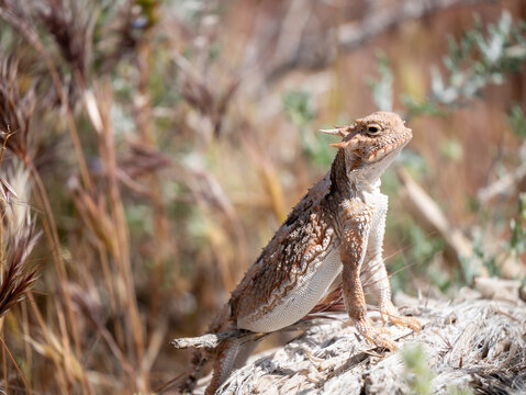 Southern desert horned lizard, Phrynosoma platyrhinos calidiarum.