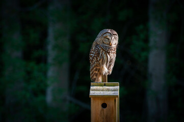 Barred Owl.Barred Owls may be best known for their unique vocalizations, especially the unmistakable nine-noted hoot that is often translated to sound like, “Who cooks for you? Who cooks for you all?”