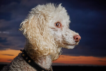 Close up of Miniature Poodle, pure breed dog. Giving side eye at sunset with vibrant colour.