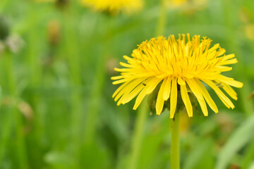 Naklejka premium Macro. Dandelion plant with a fluffy yellow bud.
