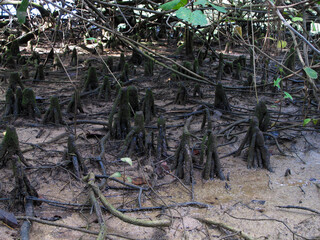 Flora and fauna found at mangrove area located at Tioman island, Malaysia