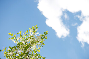 Bird cherry. Черемуха. branch of bird cherry in front of blue sky. Copy space