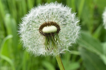 Fluffy white dandelion on a background of green grass.