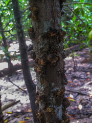 Flora and fauna found at mangrove area located at Tioman island, Malaysia