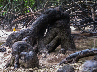 Flora and fauna found at mangrove area located at Tioman island, Malaysia