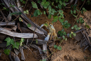 Small yellow crab in a well in the sand. Wild animal on the sea coast.
