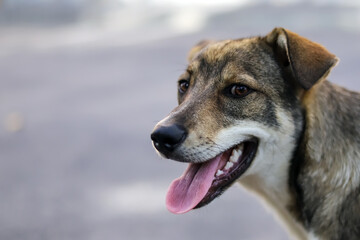 Closeup portrait of a street dog.