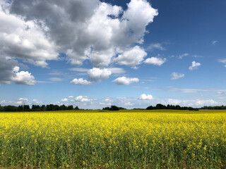 Rape Flower Field Kuldiga Latvia