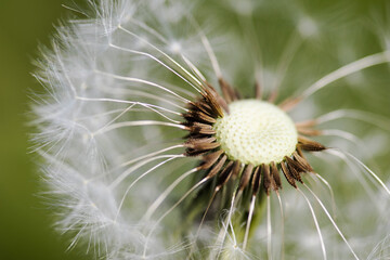 Beautiful white dandelion with seeds on green background