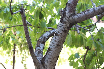 Fototapeta premium Cherry tree in full bloom. Cherry stem. Sweet cherry tree.