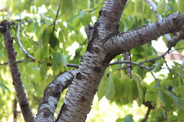 Fototapeta premium Cherry tree in full bloom. Cherry stem. Sweet cherry tree.