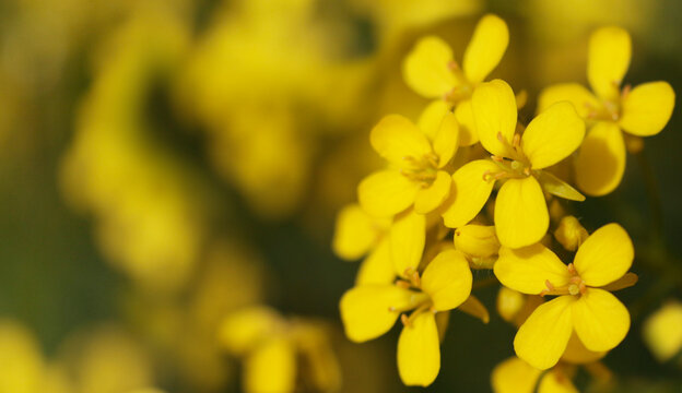 Yellow flowers of rape, shallow depth od dield,photo dedicated as a background or wallpaper