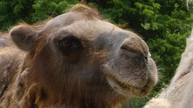 Close up of brown camel, dromedary head looking around