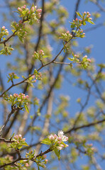 Spring blossom background. Springtime. Sunny day. Spring flowers. Beautiful Orchard. Abstract blurred background. 